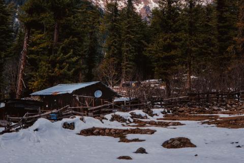 A cabin among pines in snow, Tosh, Himachal Pradesh