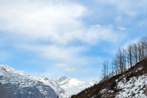 Snowy slope and bare trees, Himachal Pradesh